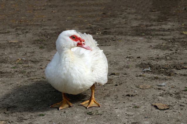 A duck fattened for foie gras production.